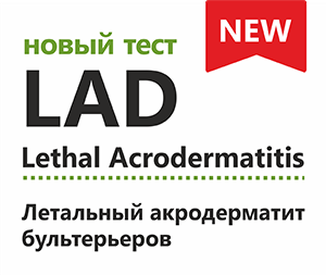 Летальный акродерматит бультерьеров (LAD)
