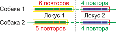 Генотипирование собак