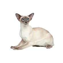 Ориентальная кошка (расширенный)