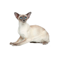 Ориентальная кошка