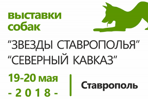 Выставки собак 